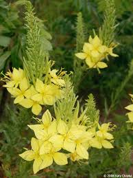 Attēlu rezultāti vaicājumam “Oenothera rubricauli flower”