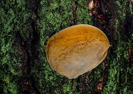 Attēlu rezultāti vaicājumam “Phellinus populicola”