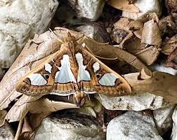 Attēlu rezultāti vaicājumam “Scopula floslactata imago”