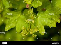 Attēlu rezultāti vaicājumam “Acer campestre flower”