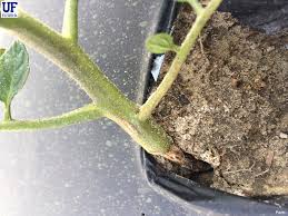 Attēlu rezultāti vaicājumam “Comatricha alta stalked”