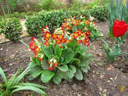 Attēlu rezultāti vaicājumam “Primula veris var. rubra flower”