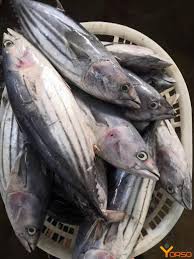 Image result for Katsuwonus pelamis