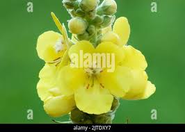 Attēlu rezultāti vaicājumam “Verbascum thapsus bud”