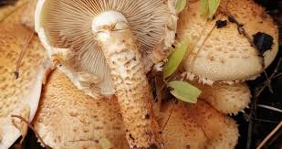 Attēlu rezultāti vaicājumam “Pholiota squarrosa”