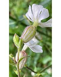 Attēlu rezultāti vaicājumam “Silene latifolia subsp. alba flower”