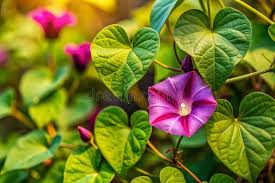 Attēlu rezultāti vaicājumam “Fallopia convolvulus leaf”