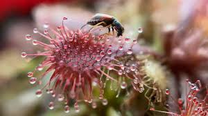 Attēlu rezultāti vaicājumam “Drosera anglica fruit”