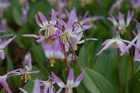 Attēlu rezultāti vaicājumam “Erythronium sibiricum”