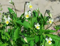 Attēlu rezultāti vaicājumam “Viola arvensis”