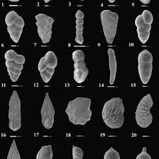 Attēlu rezultāti vaicājumam “Cladopodiella francisci macro”