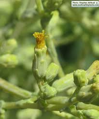Attēlu rezultāti vaicājumam “Lactuca sativa flower”