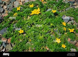 Attēlu rezultāti vaicājumam “Argentina anserina”