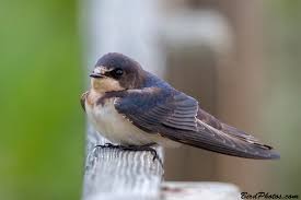 Attēlu rezultāti vaicājumam “Hirundo rustica juvenile”