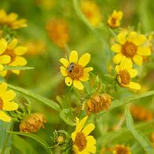 Attēlu rezultāti vaicājumam “Bidens cernua flower”