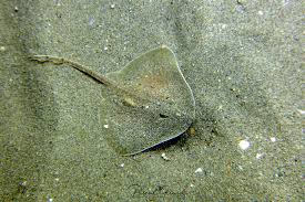 Image result for Raja asterias