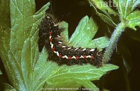 Attēlu rezultāti vaicājumam “Acronicta rumicis larva”