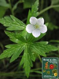 Attēlu rezultāti vaicājumam “Geraniaceae”