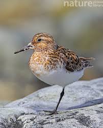 Attēlu rezultāti vaicājumam “Calidris alba adult”