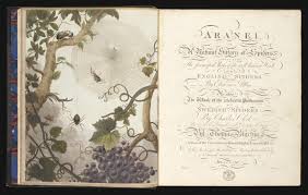 Attēlu rezultāti vaicājumam “Aranei”