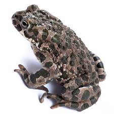 Attēlu rezultāti vaicājumam “Pseudepidalea viridis”