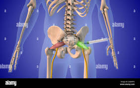 Attēlu rezultāti vaicājumam “Cribraria piriformis stalked”