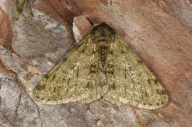 Attēlu rezultāti vaicājumam “Phigalia pilosaria”