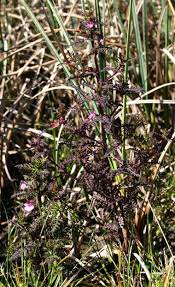 Attēlu rezultāti vaicājumam “Pedicularis palustris fruit”