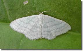 Attēlu rezultāti vaicājumam “Idaea sylvestraria”