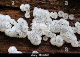 Attēlu rezultāti vaicājumam “Ceratiomyxa porioides plasmodium”