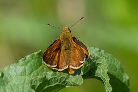 Attēlu rezultāti vaicājumam “Ochlodes sylvanus underside”