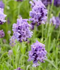 Attēlu rezultāti vaicājumam “Lavandula angustifolia flower”
