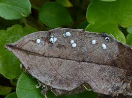 Attēlu rezultāti vaicājumam “Didymium difforme macro”