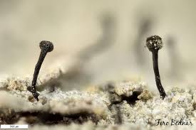 Attēlu rezultāti vaicājumam “Chaenotheca ferruginea”