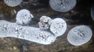 Attēlu rezultāti vaicājumam “Collaria arcyrionema spores”