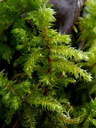 Attēlu rezultāti vaicājumam “Rhytidiadelphus”