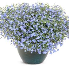 Image result for Lobelia erinus