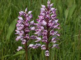 Attēlu rezultāti vaicājumam “Orchis militaris”