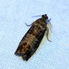 Attēlu rezultāti vaicājumam “Cydia pomonella”