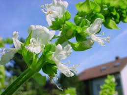 Attēlu rezultāti vaicājumam “Ocimum basilicum flower”