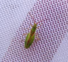 Attēlu rezultāti vaicājumam “Myrmus miriformis”