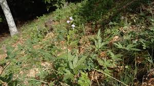 Attēlu rezultāti vaicājumam “Cardamine bulbifera leaf”