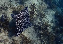 Image result for Aetobatus narinari