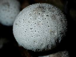 Attēlu rezultāti vaicājumam “Lycoperdon perlatum”