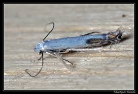 Attēlu rezultāti vaicājumam “Lyonetiidae”