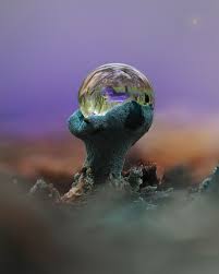 Attēlu rezultāti vaicājumam “Didymium minus stalked”