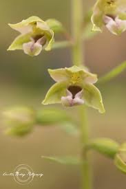 Attēlu rezultāti vaicājumam “Epipactis palustris bud”
