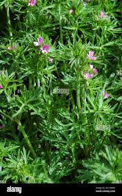 Attēlu rezultāti vaicājumam “Geranium dissectum fruit”
