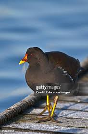 Attēlu rezultāti vaicājumam “Gallinula chloropus”