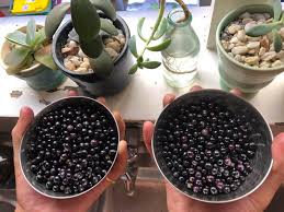 Attēlu rezultāti vaicājumam “Solanum nigrum”